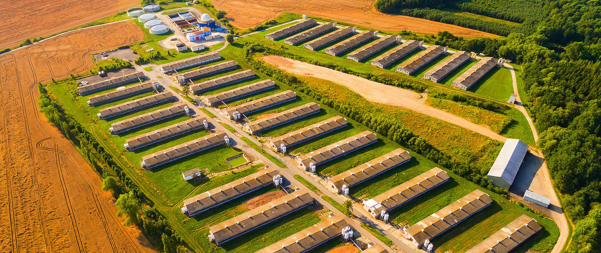 Efficient Pig Farming Equipment&SolutionsClockwork Farm