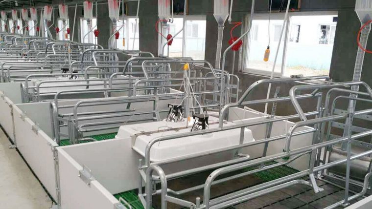 Pig Farrowing System