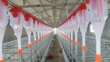 Pig Feeding System