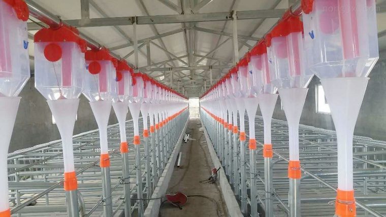 Pig Feeding System
