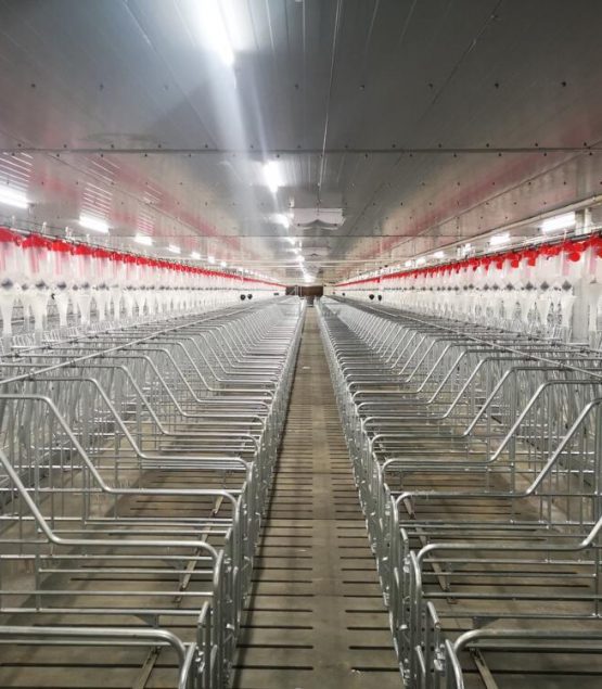 Gestation Stall Type A