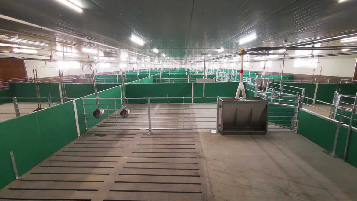Pig Drinking System